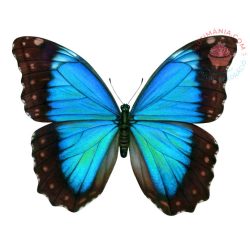 Ostya lap A4 Pillangó kék 28db