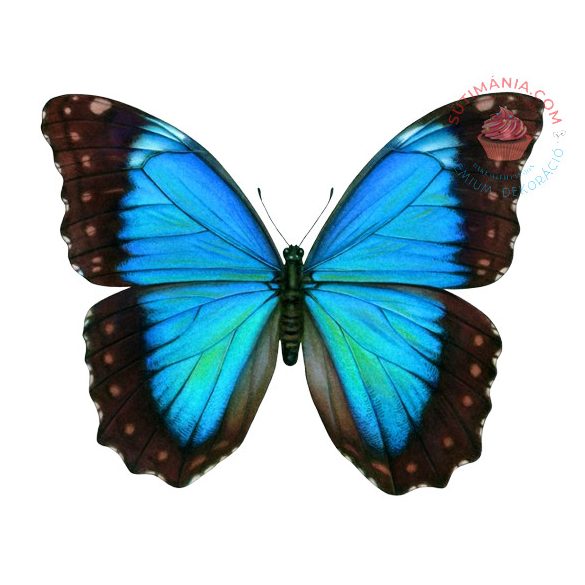 Ostya lap A4 Pillangó kék 28db